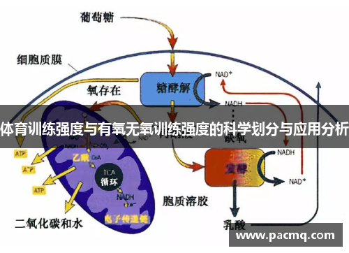 体育训练强度与有氧无氧训练强度的科学划分与应用分析